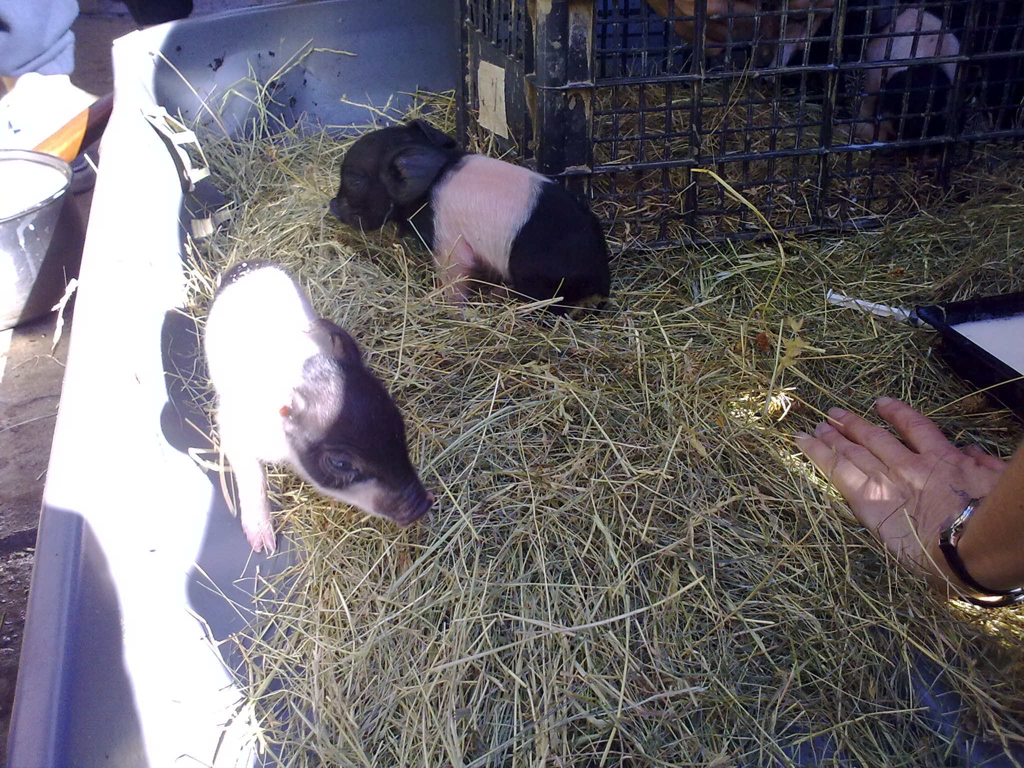 10.10.11 piglets 039